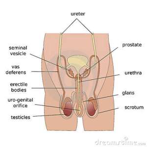 male-reproductive-system-front-view (1)